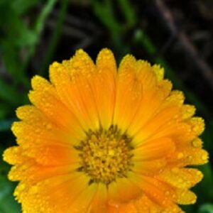 Beginning Your Medicinal Herb Garden, Part 2 Image